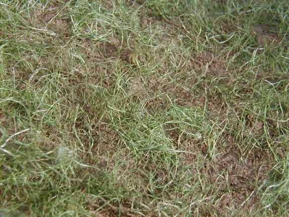 model grass detail